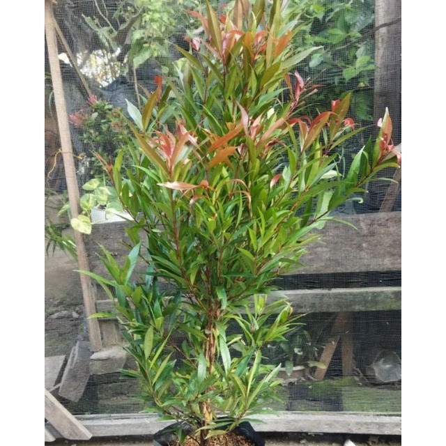 { BISA COD } TANAMAN PUCUK MERAH TINGGI 1 METER POHON PUCUK MERAH 1 METER