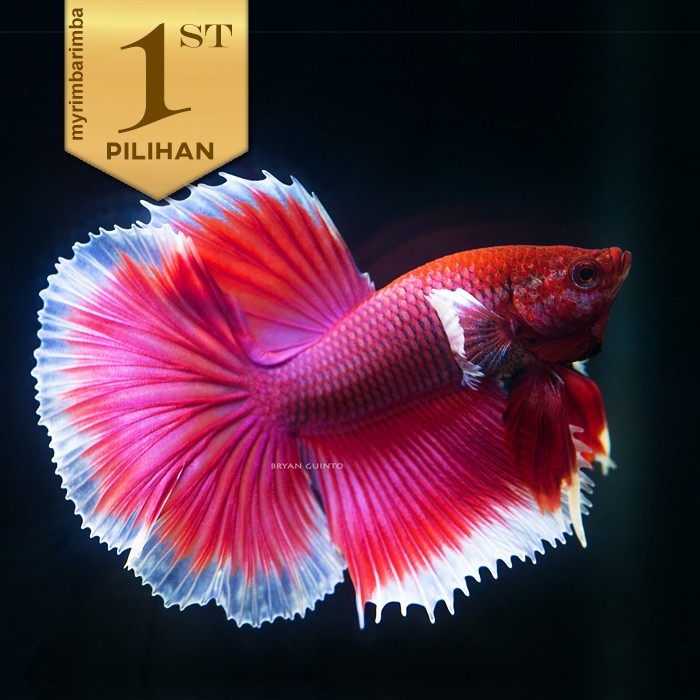 Cupang Halfmoon Lavender Big Ear Ikan Hias Hiasan Aquarium Aquascape