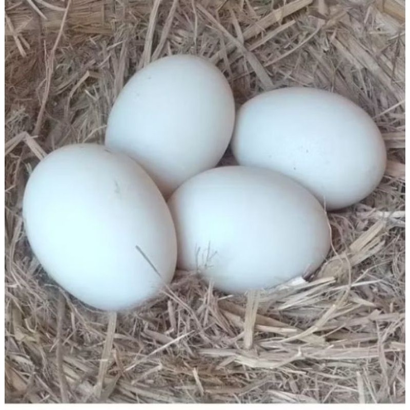 TELUR ENTOK/MENTOK RAMBON FERTIL UNTUK DI TETASKAN. DAYA TETAS 98[