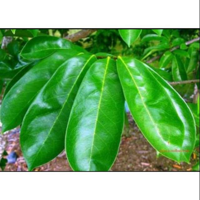 

Herbal - Daun Sirsak Segar Organik Herbal 100 Lembar