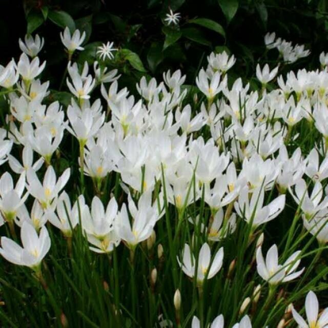 Rain lily Putih - Tanaman Hias Rain Lily / Kulukus - bawang bawangan