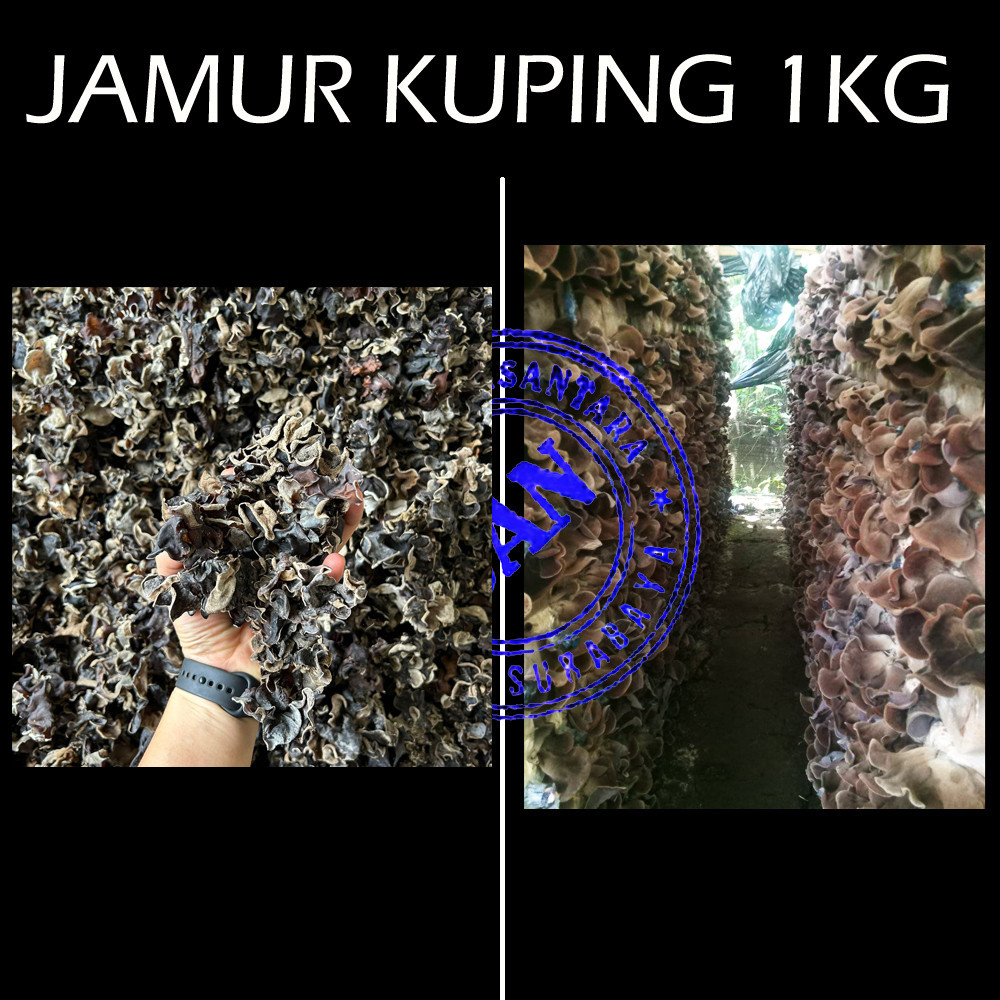 

Jamur Kuping kering 1kg