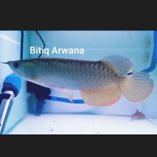 Ikan Arwana Golden Red +-27cm Spesial