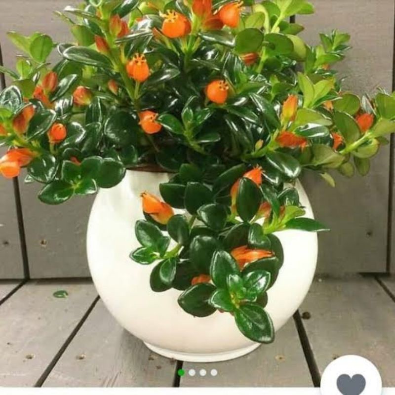 Tanaman Hias Lipstik Gantung Bunga Orange