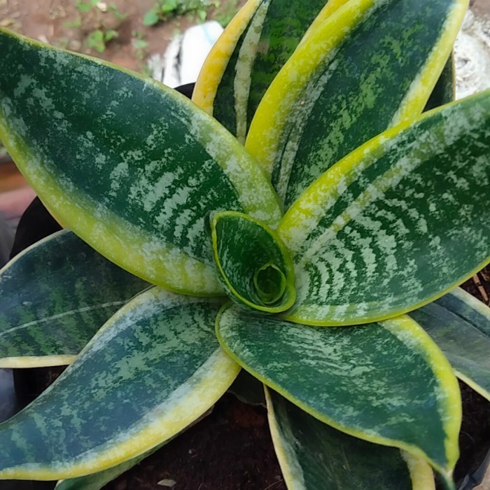 NEW Tanaman hias sansivera mini-sansivera pagoda besar ....