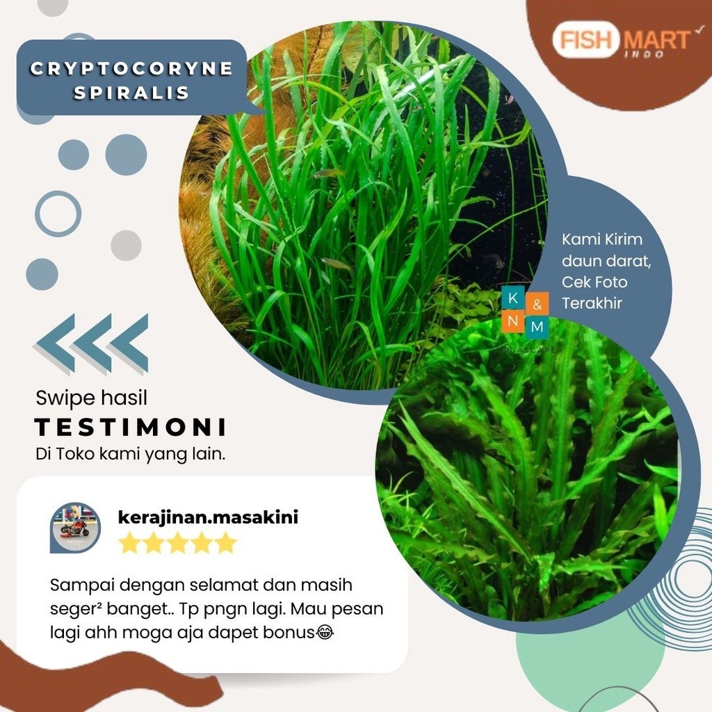 Cryptocoryne Crypto Spiralis Tanaman Tumbuhan Aquascape Aquarium Akuarium Tanpa Low Co2 Chana Channa