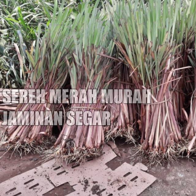 

Obat herbal sereh wangi 100gram daun segar sereh merah sereh wulung