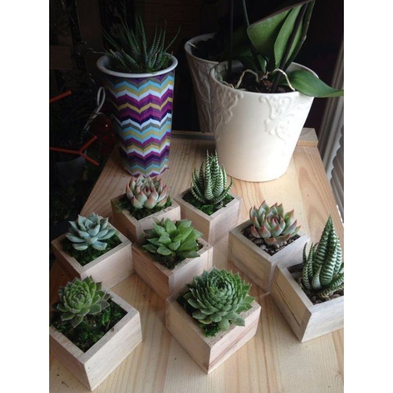 pot kayu cukulen / pot punik / tempat pensil / tempat kaktus / pot kaktus / pot kayu / pot sukulen /