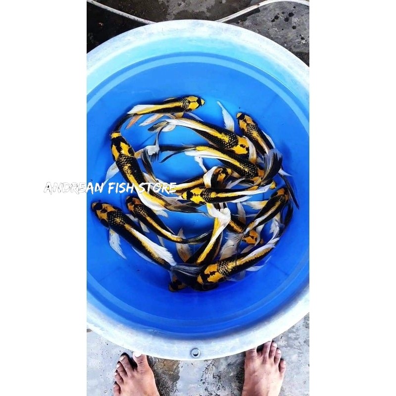 paket 2 ekor koi kabuto