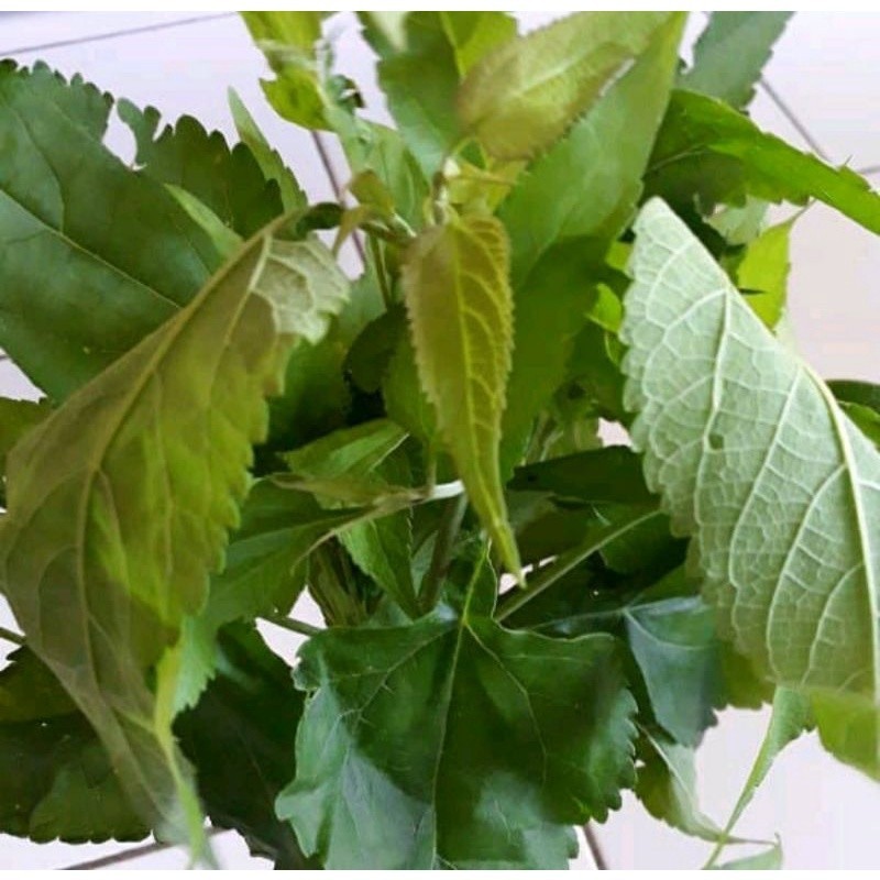 Daun Balakacida Segar 500gr | Obat Herbal Alami | Daun Balakacida Segar untuk Kesehatan