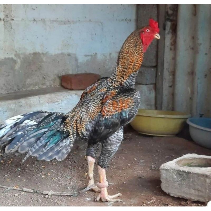 

TELUR AYAM HIAS PEDAGING URABA 2 UNTUK DI TETASKAN