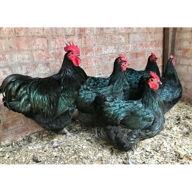 

TELUR FERTIL AYAM BLACK AUSTRALORP INDUKAN JUMBO UNTUK DI TETASKAN