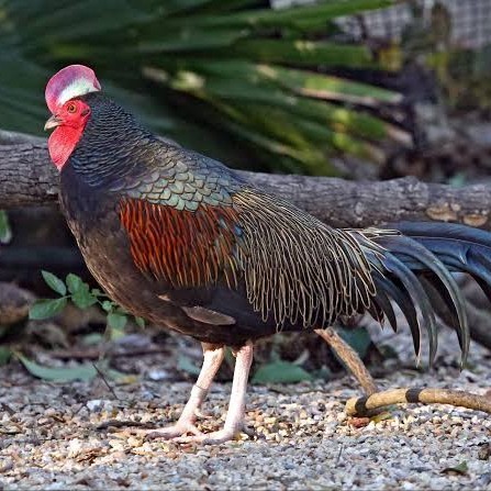

Telur ayam hutan x jawa / telur ayam hias / telur fertil siap kirim