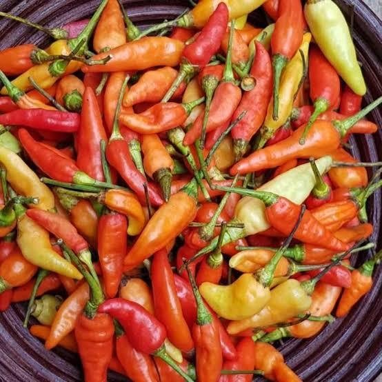 

Paket Hemat Cabe Rawit Merah Hanya 10RB