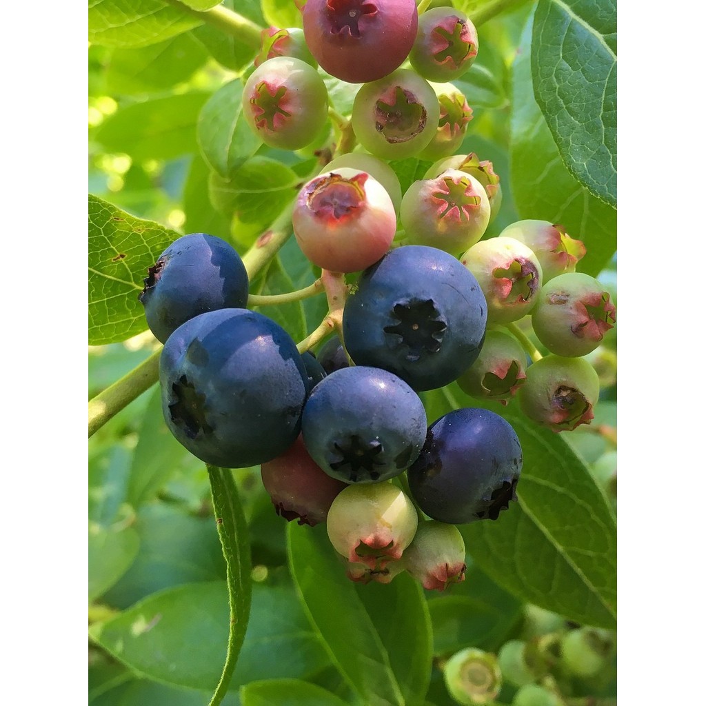 Bibit Tanaman Buah Blueberry