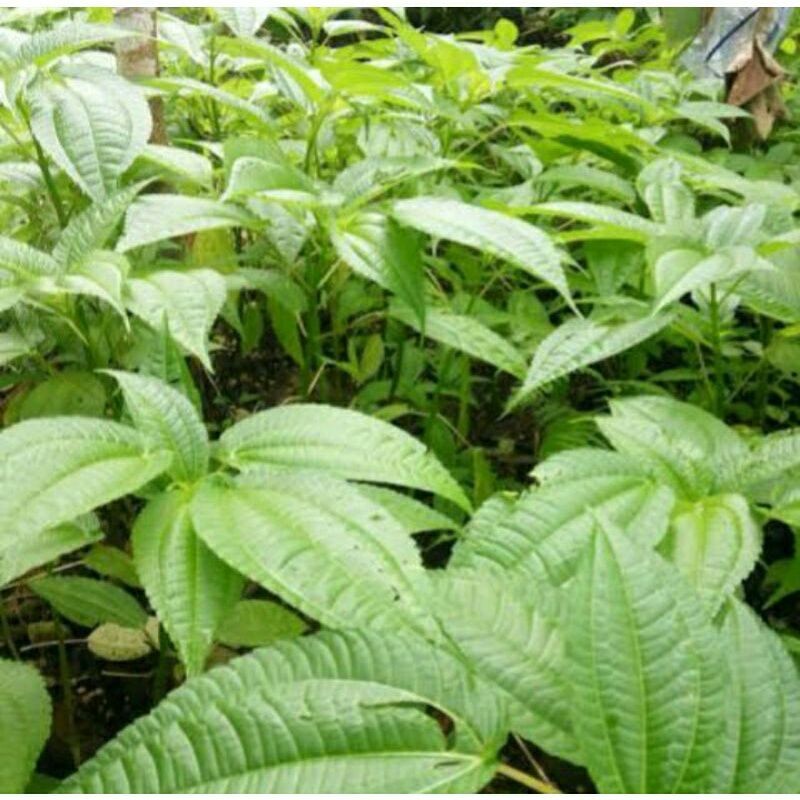 

Lalapan herbal, Daun pohpohan segar, lalapan lalaban/ikat