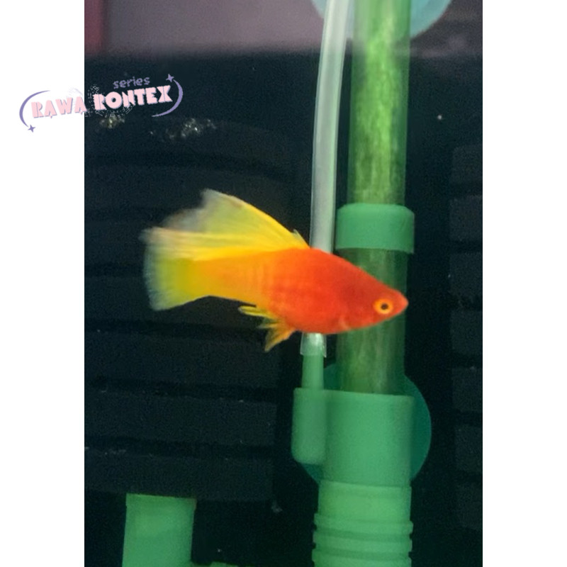 PROMO RAMADHAN MOAK Platy Sunrise Hifin aksesoris aquarium