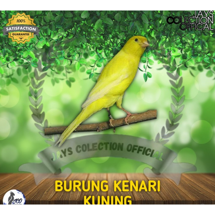 BURUNG KENARI AF JANTAN BURUNG KENARI JANTAN SERI AF