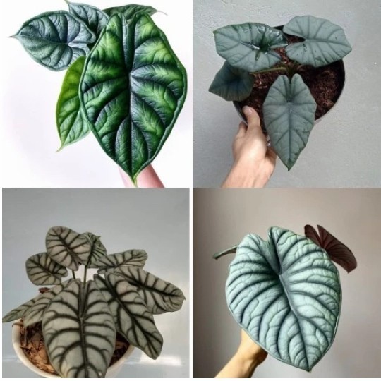 Paket  Alocasia Koleksi