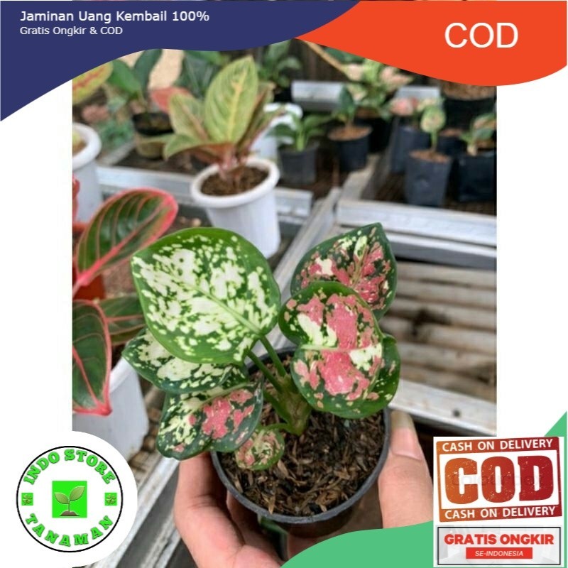 BIBIT TANAMAN HIAS AGLONEMA TRICOLOUR/ANAKAN AGLONEMA TRICOLOUR