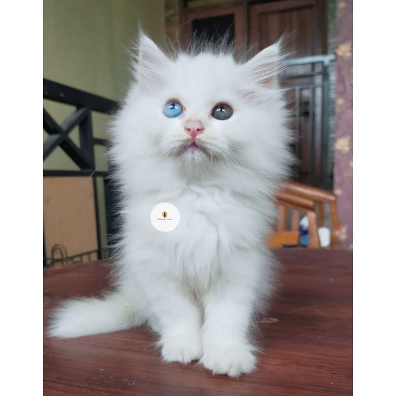 kucing Persia maincone odd eye