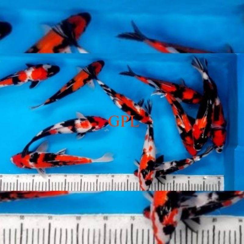 AKSESORIS koi Siro,Showa,kohaku,utsuri, 3 pic  kualitas premium