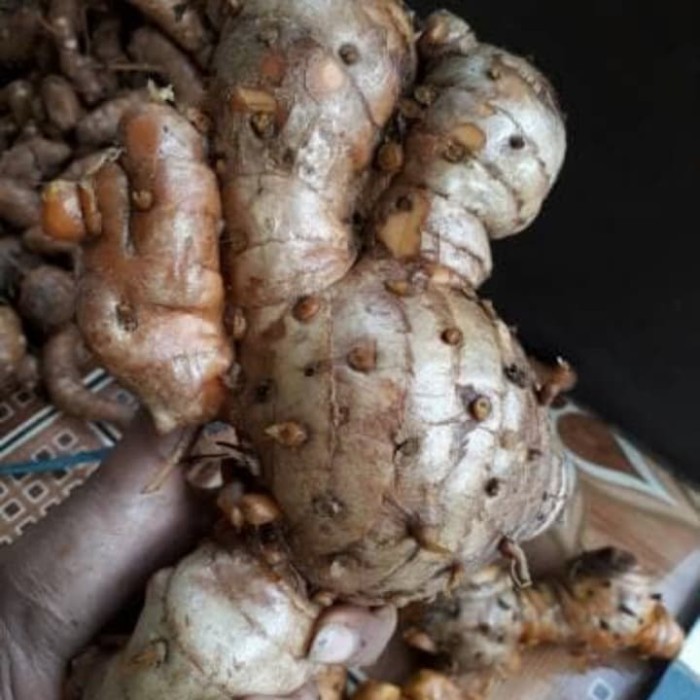 

temu lawak atau Komeng gede segar 1kg