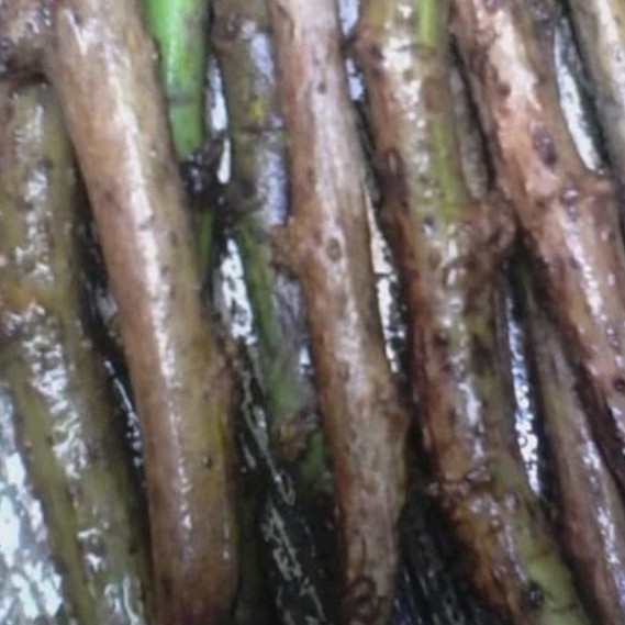 

Ready stok New Bibit Stek Batang Daun Insulin atau kipahit 500GRAM