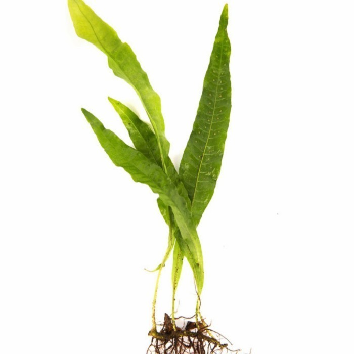 Microsorum Java Fern Kadaka Porsi Satu Ikat / Tanamn Aquascape Aquarium