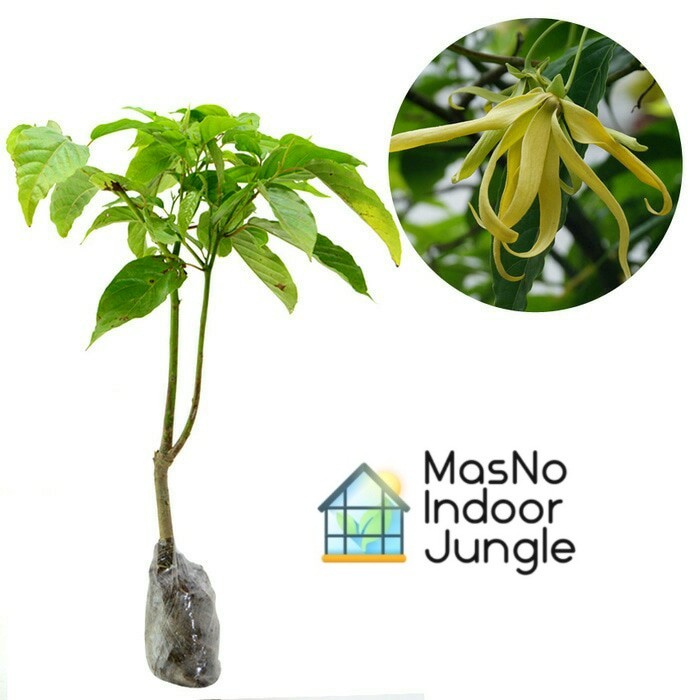 Tanaman Hias Bunga Kenanga - Bibit Bunga Kenanga