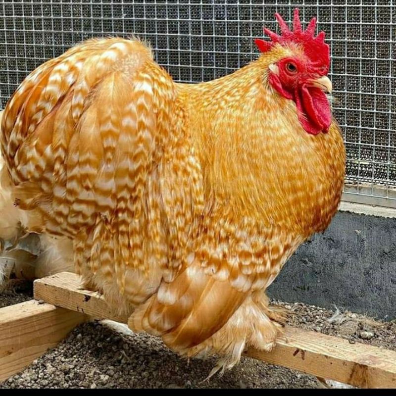 

TELUR AYAM BANTAM CHOCIN UNTUK DI TETASKAN