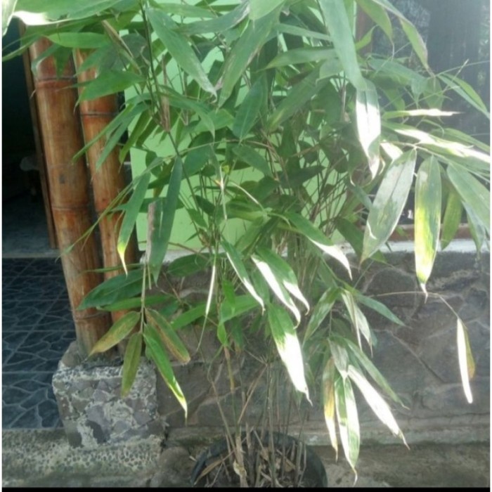 

Bibit bambu tamiang . .