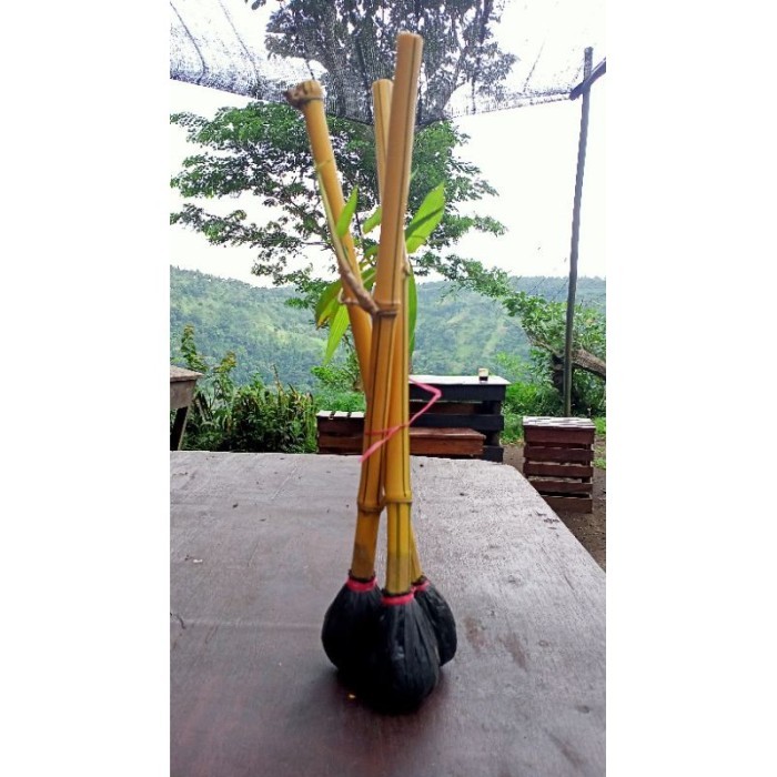 

Bambu kuning asli siap tanam . .