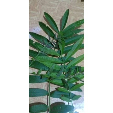 

silahkan COD herbal Daun sungkai 250 gram fresh pencegah co vid Terlaris