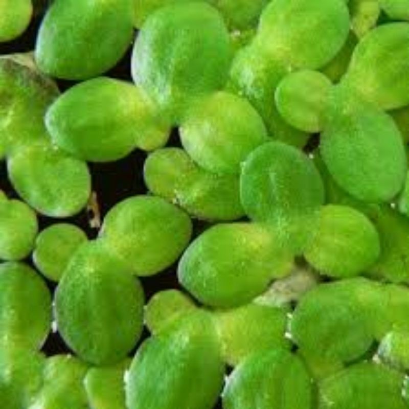 IMDA HANDICRAFT Paket 100 Gram LEMNA MATA LELE Tanaman Air  Pakan Ikan dan Ternak Ayam Unggar Itik B