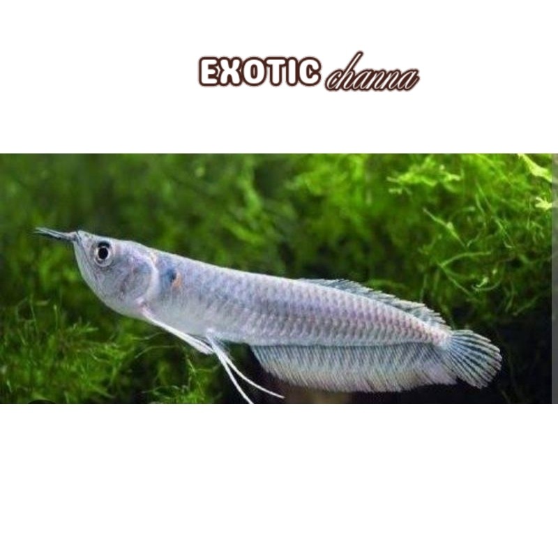 Kebutuhan akuarium Ikan hias arwana silver uk 10-12 cm Lucu