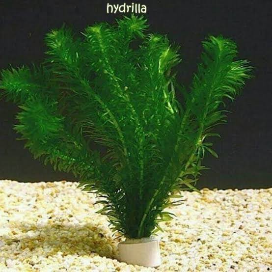 Hydrilla Verticillata / Tanaman Aquascape Aquarium