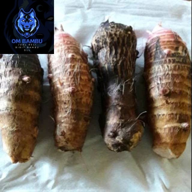 

KUKURING Ubi Umbi Talas Pulen 1 Kg