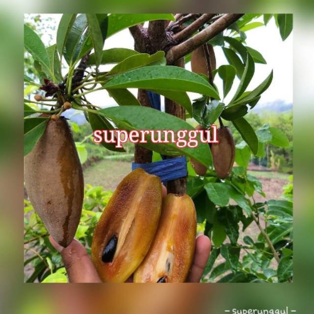 Bibit sawo mentimun kondisi sudah berbunga&berbuah