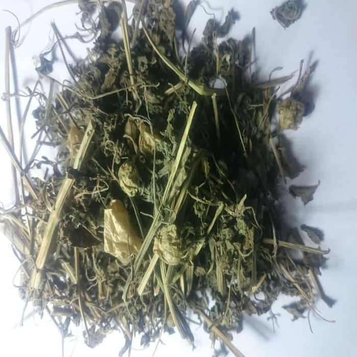 

OMH Terlaris PROMO 50 gram daun ciplukan kering Physalis angulata