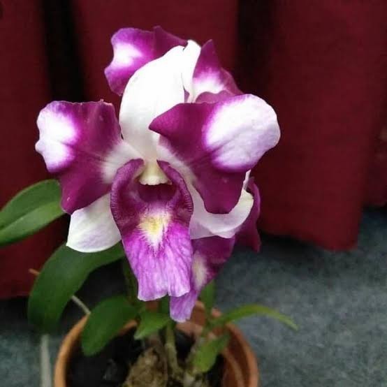 anggrek dendrobium king dragon