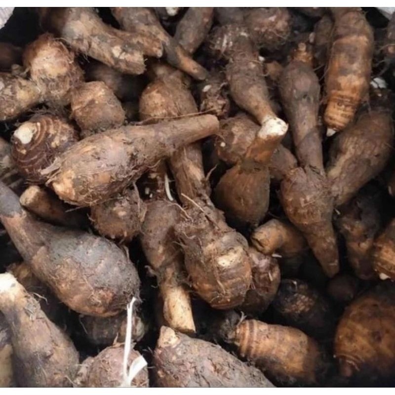 Talas Kimpul | Umbi Talas | Talas Mentah | Talas Mentah Bahan Keripik | Talas Pulen BERKAH STORE
