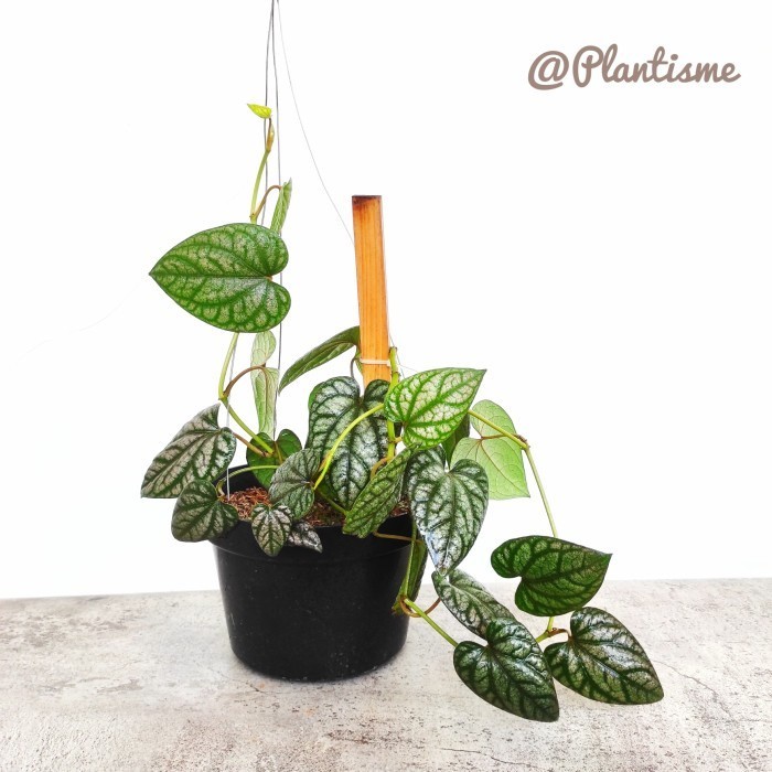 Piper Sylvaticum Roxb | Chavica Sylvatica Vine | Tanaman Sirih Hutan