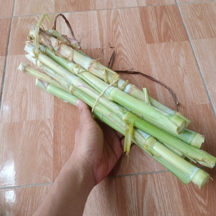 Termurah Bibit Tanaman Rumput Odot Rumput Gajah