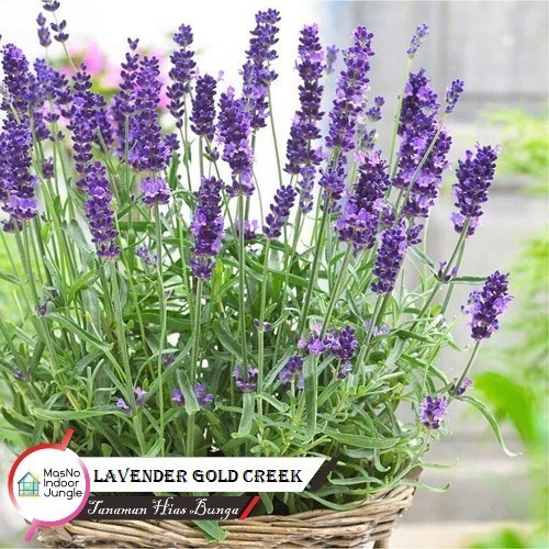 Tanaman Bunga Lavender Gold Creek ( Lavender Asli ) - Bibit Tanaman Bunga Wangi Lavender Goldcreek