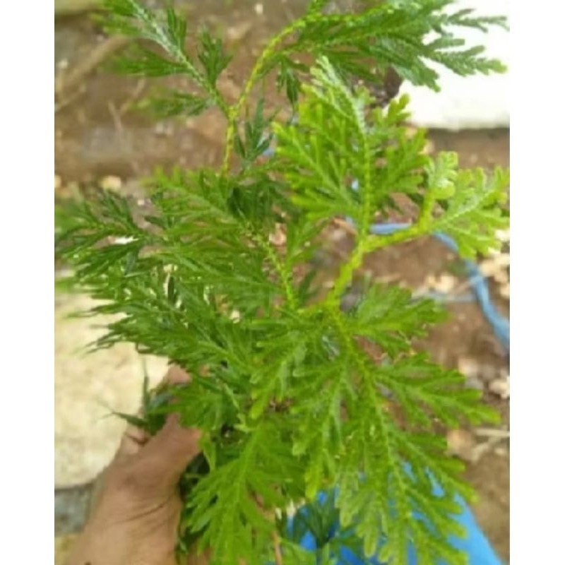 

cakar ayam hijau murah