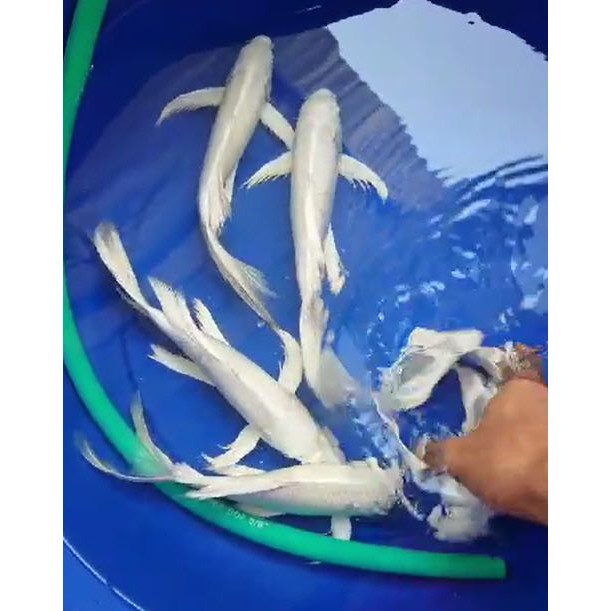 Koi Platinum Slayer / Kumpay 25 Cm Up 30 Cm - ( GOSEND / GRABSEND Only ) - 124