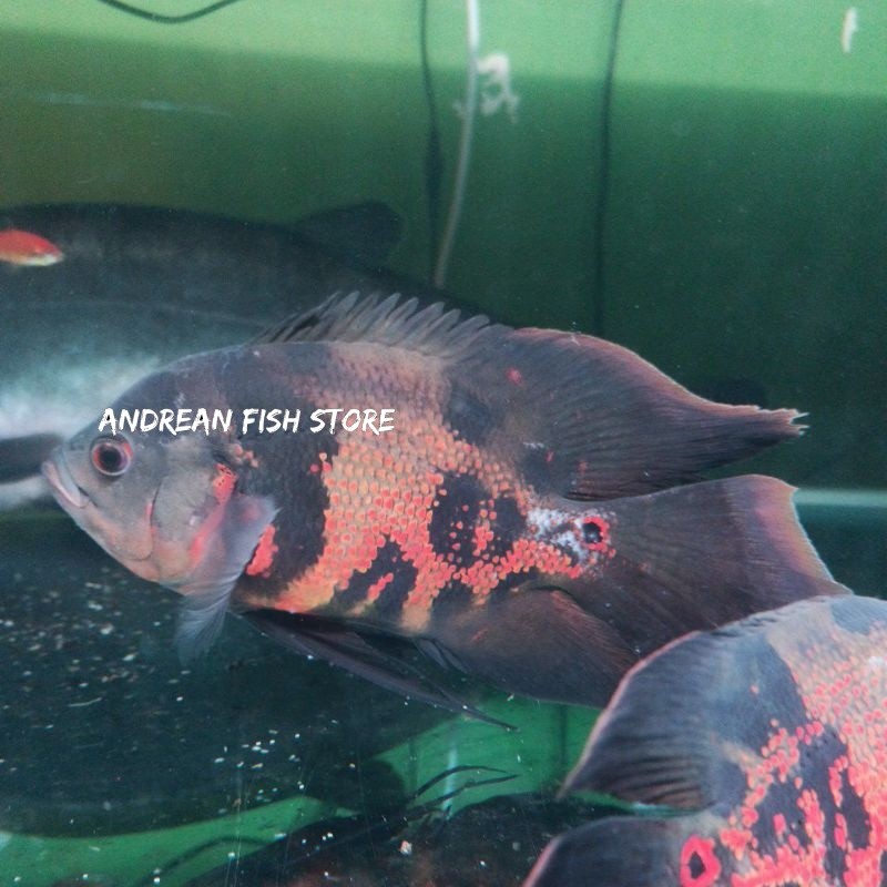 Pemanis akuarium Ikan Oscar Batik Slayer 10-14 cm tankmate