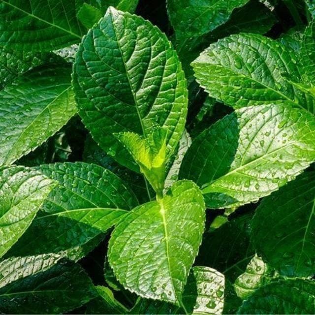 

daun keji beling/ pecah beling