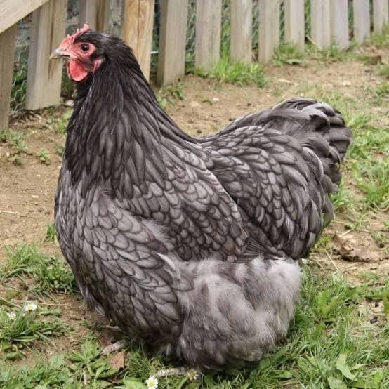 

Telur ayam bantam chocin / telur ayam hias / telur fertil siap cod